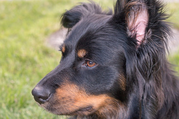 Border collie mix closeup while playing