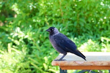Bird Carrion crow, Corvus corone