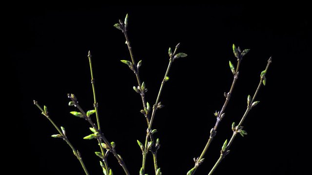 4k closeup of green twig with leaf buds