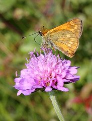 farfallina (Ochlodes silvanus) su un fiore di Knautia
