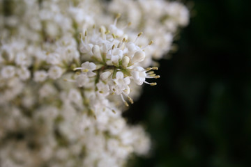 Macro shot of a Rhododendron flower
