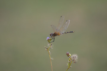 Dragonfly in nature background.