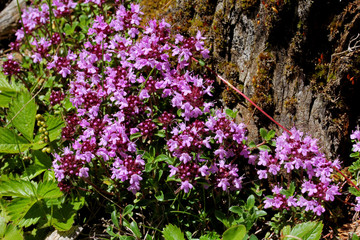 fiori rosa di timo (Thymus praecox)