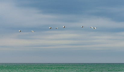 Fototapeta na wymiar Swans flying over the sea. Stock photo.