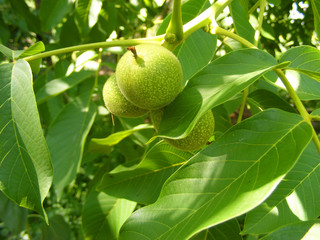 Green walnuts growing on a tree, close up