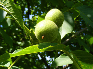 Green ripening walnuts on a leafy tree.