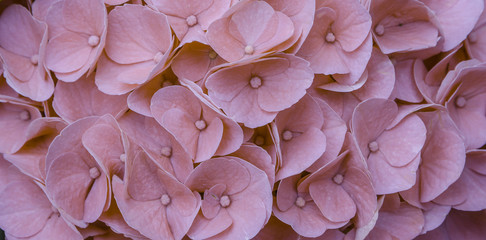 Pink Hydrangea flower