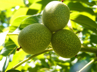 three green walnuts on tree