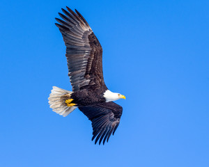 Eagle in flight