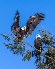 Eagle landing in trees as mate looks on
