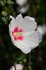 Rose of Sharon