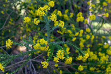 Groups of little yellow miniature flowers bloom at the end of branch and leaf stems