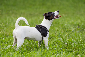 Cute dog Jack Russell Terrier standing in the nature.