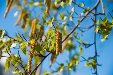 Earrings of birch inflorescence