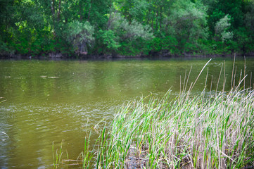 Summer landscape on the river bank
