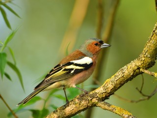 Male of the common chaffinch (Fringilla coelebs) sitting on a branch
