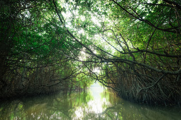 Mysterious landscape of mangrove rain forest. Sri Lanka