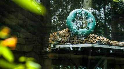 Leopard Sleeping 