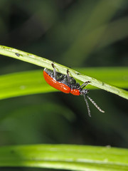 crisomelide del giglio (Lilioceris lilii)