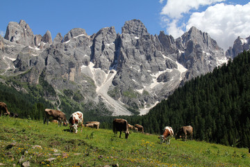 vacche al pascolo in Val Venegia (Dolomiti)