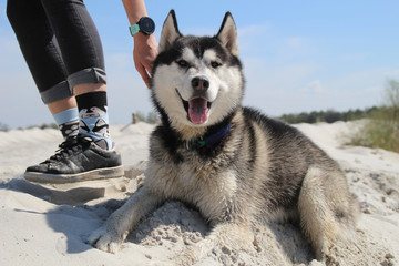 Photo of socks with husky and real husky.