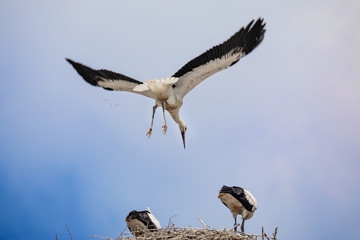 Storch im Anflug auf Nest