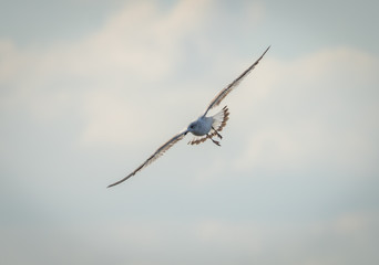 Seagull