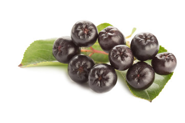 Close up of aronia chokeberry isolated on white.