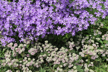 Obraz premium Close up of lilac and white flowers in flower bed
