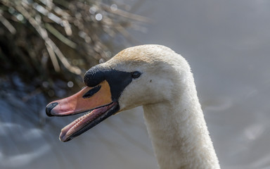 The angry swan