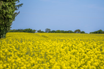 Rapeseed field