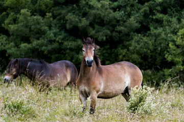 Fototapeta premium Wild stallion 