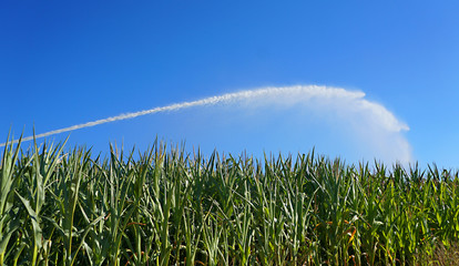Bewässerung eines Maisfeldes bei starker Trockenheit, Klimawandel