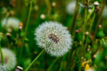 Dandelion