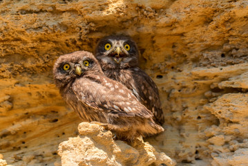 Pair of Little owls or Athene noctua on rock