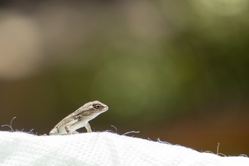 Tiny Lizard
