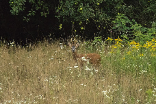 Deer in the field 