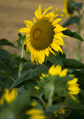 Sunflower (Helianthus annuus).
