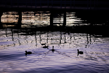 Landscape with lake and birds at twilight