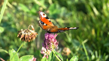 Aglais io, the European peacock butterfly, on the clover flower.