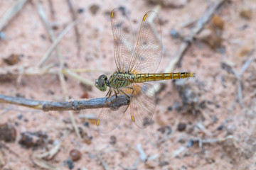 Dragonfly in nature background.