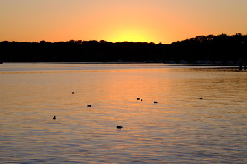 Lake with sleeping birds at sunset