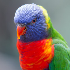 Portrait of a Rainbow Lorikeet