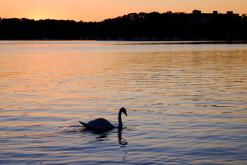 Swan on a lake at sunset