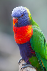 Close up of a Rainbow Lorikeet