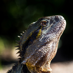Portrait de profile d'un Reptile australien à Brisbane Australie