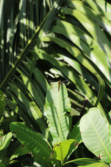 Little Dragonfly sitting on a green banana leaf in front of a lush jungle scenery at the Rainforest Discovery Center in Panama
