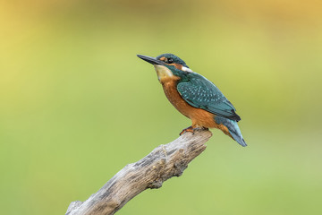 kingfisher Alcedo atthis