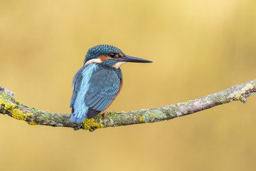 kingfisher Alcedo atthis