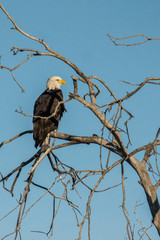 Bald eagle perching on a tree